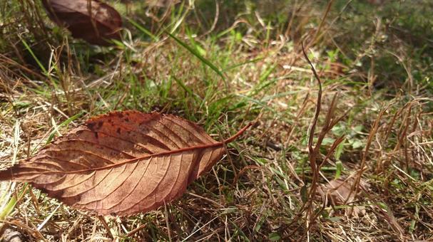 落ち葉の写真