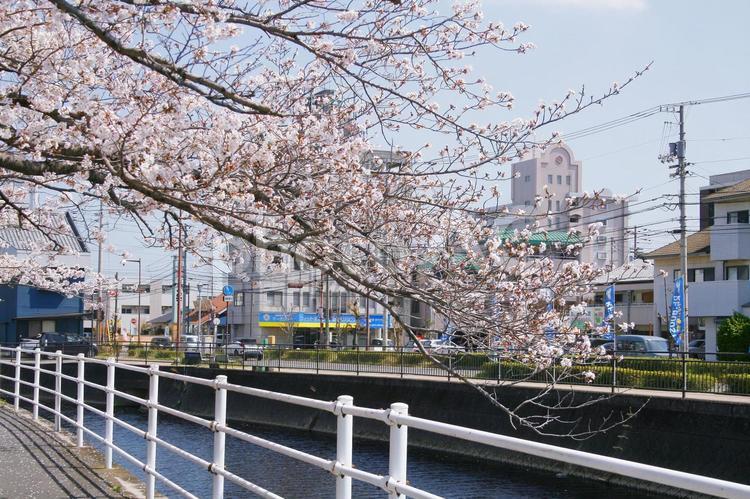 桜-262 自然風景,晴天,景色の写真素材