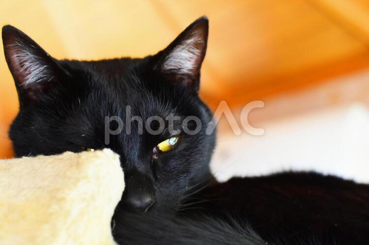 黒猫れん　獲物を狙ってます 黒猫,猫,保護猫の写真素材
