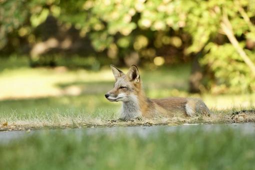 キツネ キツネの写真