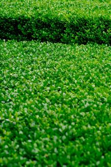 Bright green texture, green, green, plants, JPG