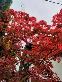 紅葉 紅葉の写真