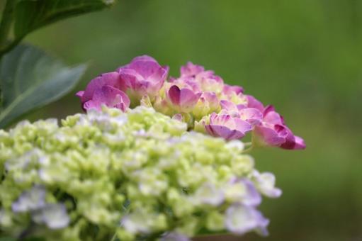 水色ウズアジサイとピンク 水色ウズアジサイとピンクの写真