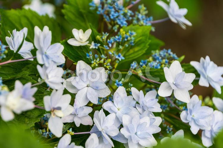 淡いブルーの花が重なり合うガクアジサイ アジサイ,ガクアジサイ,青の写真素材