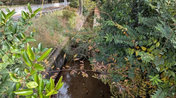小川のせせらぎ 小川のせせらぎ,小川,自然の写真素材