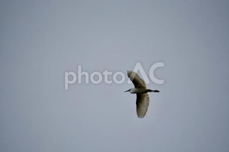 青空を飛ぶ一羽の白鷺 コサギ,白鷺,鳥の写真素材