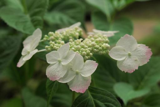 Photo, hydrangea, red hydrangea, early summer, 