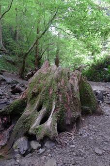苔むした切り株(高尾山6号路の途中) 苔むした切り株(高尾山6号路の途中)の写真