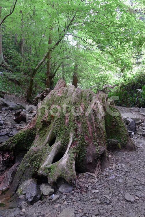 苔むした切り株（高尾山6号路の途中） 高尾山,切り株,森の写真素材