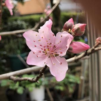 開花した桃の花 開花した桃の花の写真