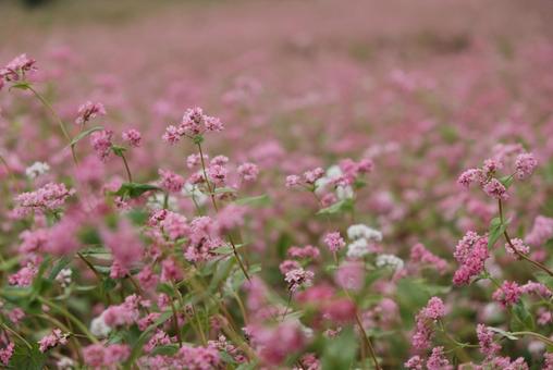 赤蕎麦の花畑1 赤蕎麦の花畑1の写真