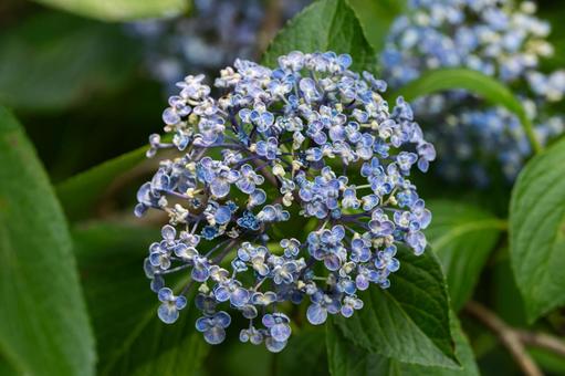 Tsumanogo Hydrangea Garden, JPG