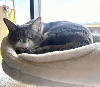 寝るシロサバ猫 寝るシロサバ猫 猫,cat,ねこの写真素材