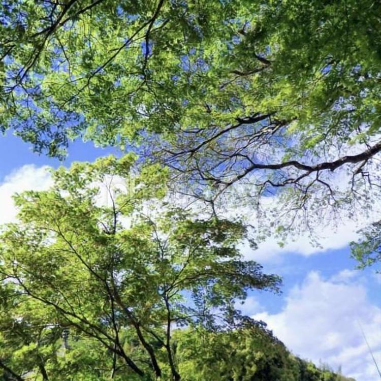 【風景写真】空を見上げたら！ 自然,風景写真,風景の写真素材