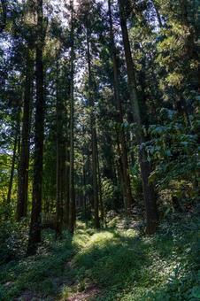 静かな森の中の光と影 森林,森,自然の写真素材