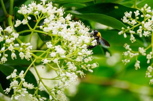 Photo, sweet viburnum, evergreen tall tree, bear, 