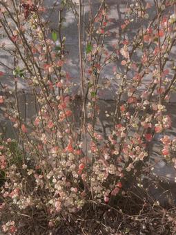 クサボケの花 クサボケ,花,植物の写真素材