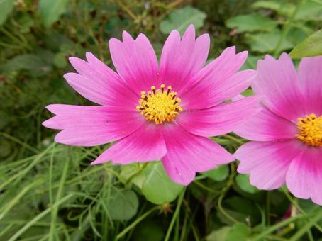 【花の写真】コスモス（秋桜）の写真