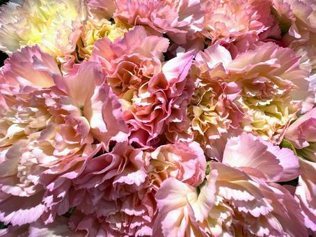 カーネーションアップ カーネーションアップ カーネーション,花,アップの写真素材
