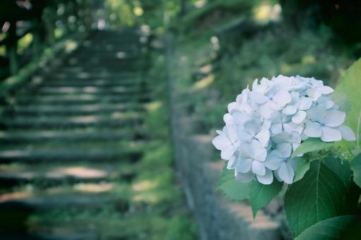 レトロな雰囲気のあじさいの花 レトロな雰囲気のあじさいの花の写真