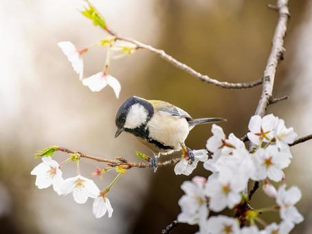桜とシジュウカラ 桜とシジュウカラの写真