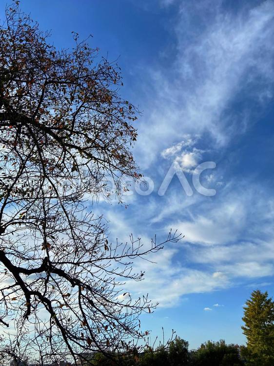 公園の風景　空 空,葉,晴れの写真素材