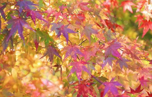 鮮やかなもみじの紅葉 紅葉,もみじ,もみじの葉の写真素材