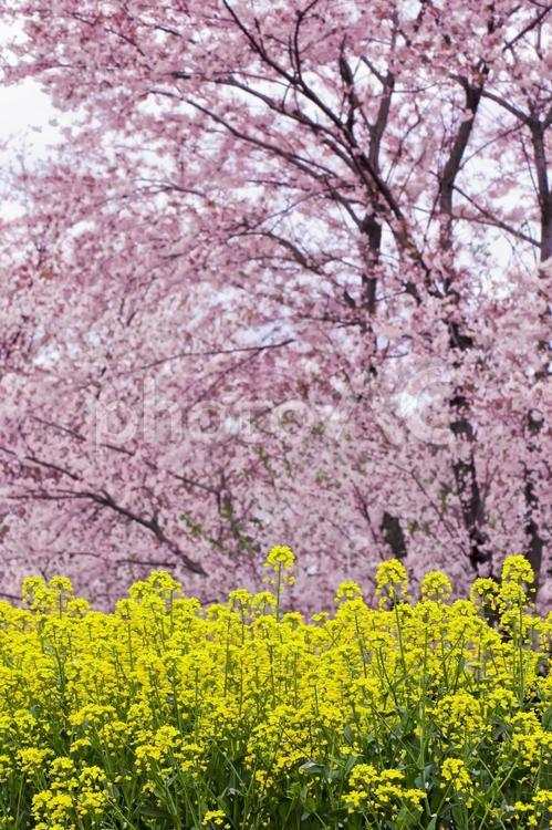 満開の桜と菜の花 桜,満開,植物の写真素材