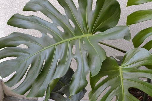 密集したモンステラ モンステラ,ガーデン,グリーンの写真素材