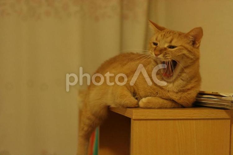お腹空いたわよー、または、かまいなさいよーと叫ぶ猫 猫,ねこ,叫ぶの写真素材