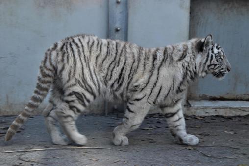 Creature animal white tiger Creature animal white tiger