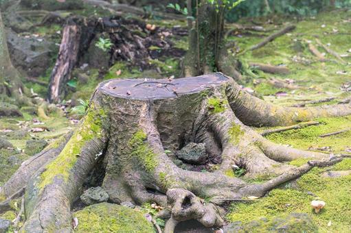 森の切り株 切り株,切株,枯木の写真素材