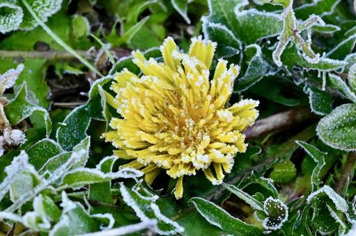 霜の降りた朝 冬,自然,霜の写真素材