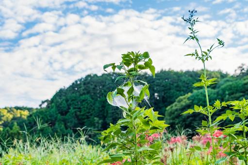 秋空の下の草にかかる蜘蛛の巣 秋空の下の草にかかる蜘蛛の巣 蜘蛛の巣,草,青空の写真素材