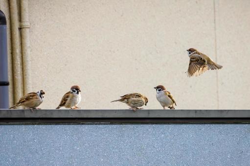 スズメの若鳥(39) 鳥,スズメ,若鳥の写真素材