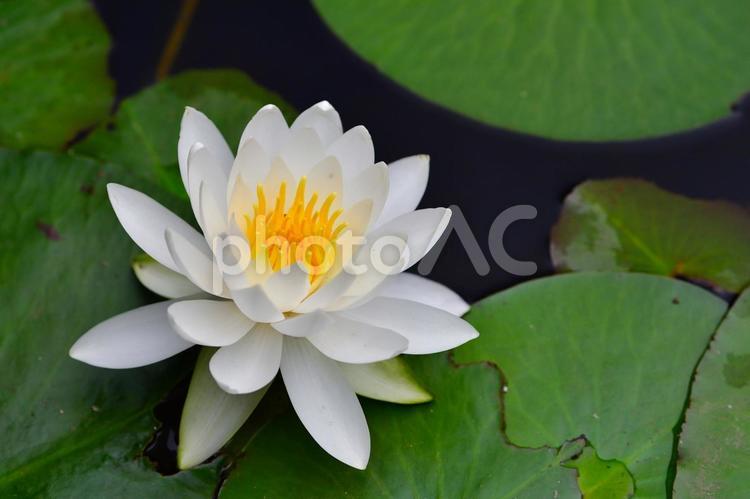 水面に咲く白いスイレンの花５ 睡蓮,白い花,水辺の写真素材