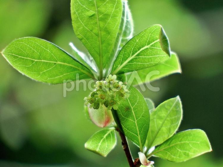 カナクギノキの花と新葉 カナクギノキ,花,葉の写真素材