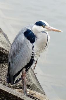 Heron, JPG Heron, hawthorn, wild bird, natural, JPG
