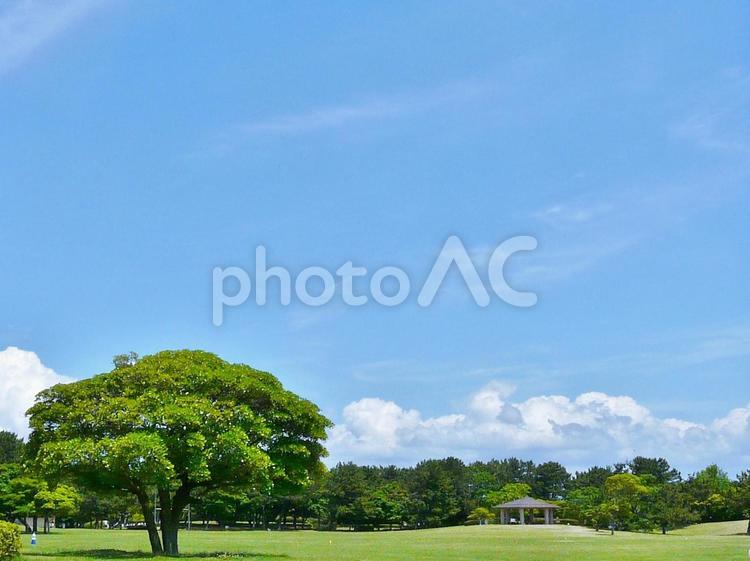 空と芝生と木のある公園　空　青空　 空,緑,青空の写真素材