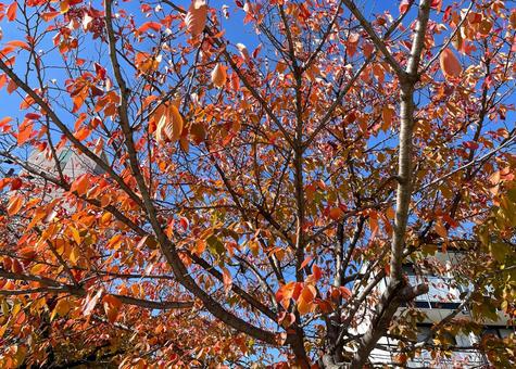 ある公園の紅葉_桜3_711L 紅葉,秋,木の写真素材