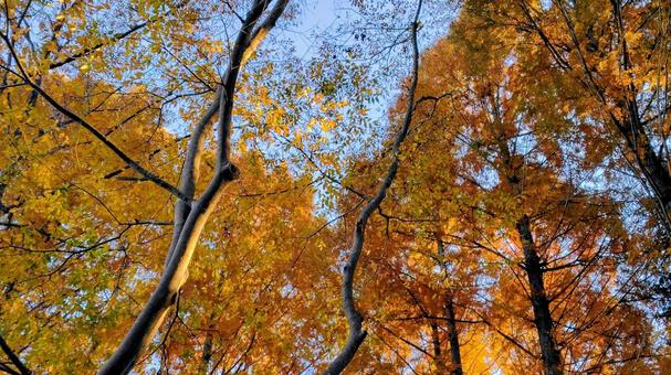 空と大樹 冬,影,歩道の写真素材