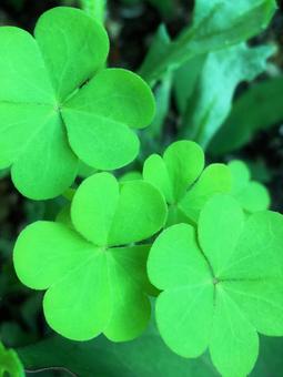 カタバミの写真