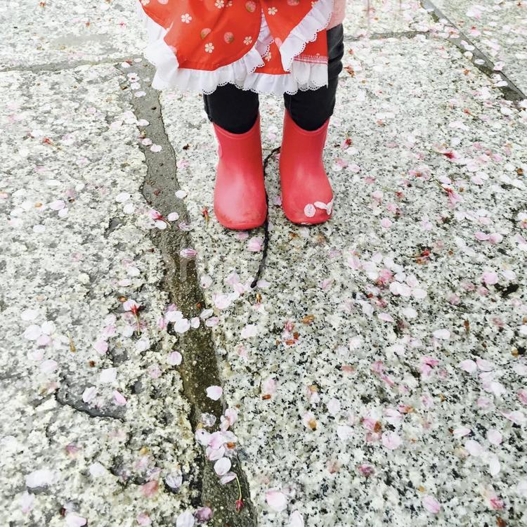 桜　雨上がり 桜,雨上がり,子どもの写真素材