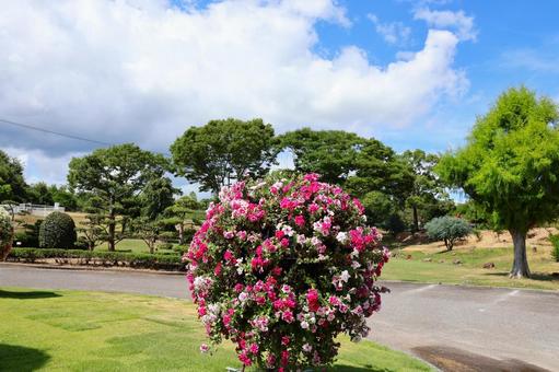 7月中旬のさぬきフラワーガーデンの花 7月中旬のさぬきフラワーガーデンの花の写真