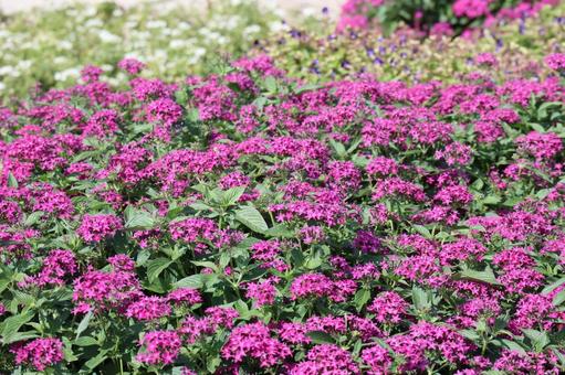 満開のピンクのペンタスの花の咲く花壇 満開,ピンク,ペンタスの写真素材
