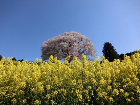 佐賀 武雄 馬場の山桜 遠景6 佐賀 武雄 馬場の山桜 遠景6 桜,山桜,菜の花の写真素材