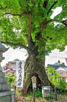 浜松市 気賀 細江神社の御神木(静岡) 浜松市 気賀 細江神社の御神木(静岡) 細江神社,神社,静岡の写真素材