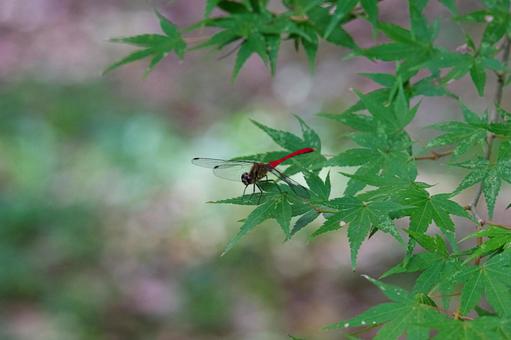 紅葉に止まった赤とんぼ 紅葉,赤とんぼ,風情の写真素材