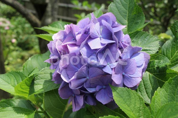 鎌倉のアジサイ紫 壁紙,背景,鎌倉の写真素材