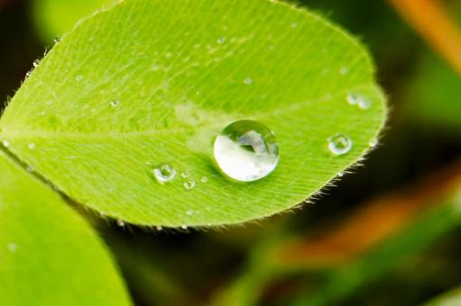 葉っぱに乗った水玉 マクロ,水玉,水滴の写真素材